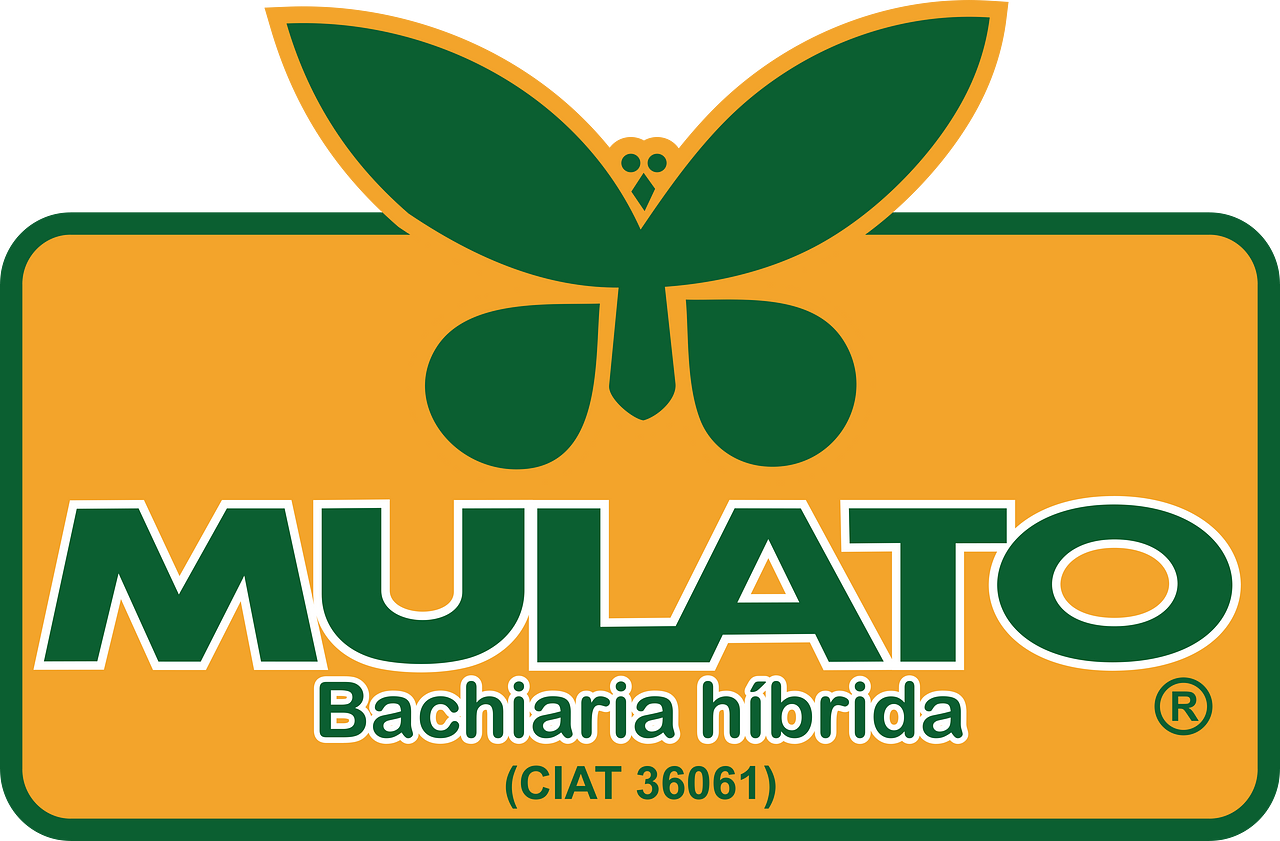 Mulato
