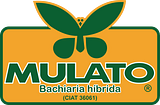 Mulato