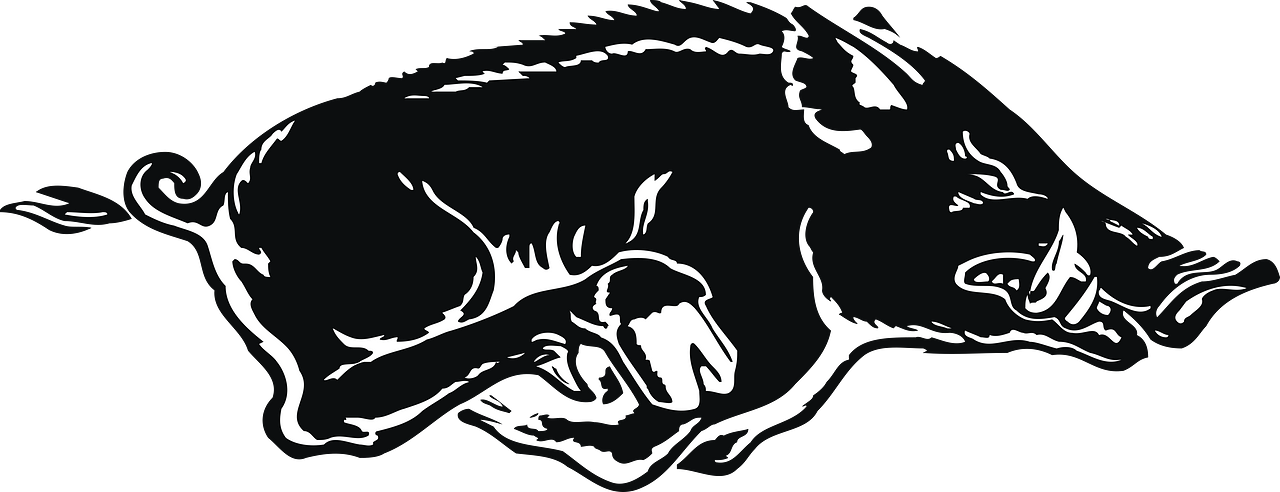 Arkansas Razorback